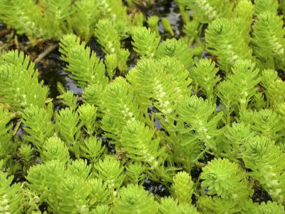 Factsheet - Myriophyllum Aquaticum